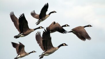 wild geese flying