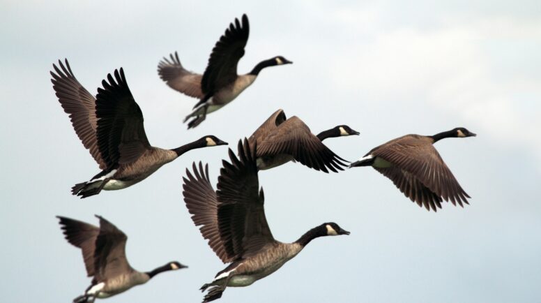 wild geese flying