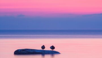 The Dazzling Tonic of Silence