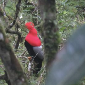Andean Cock Of the Rock