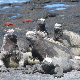 Galápagos Marine Iguanas