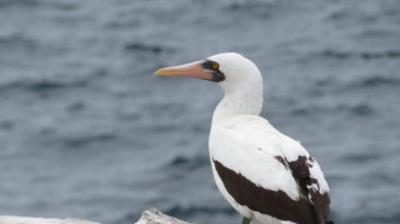 Galápagos Nazca Booby