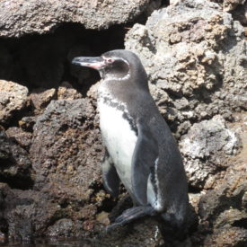 Galápagos Penguin