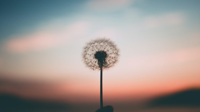 Dandelion