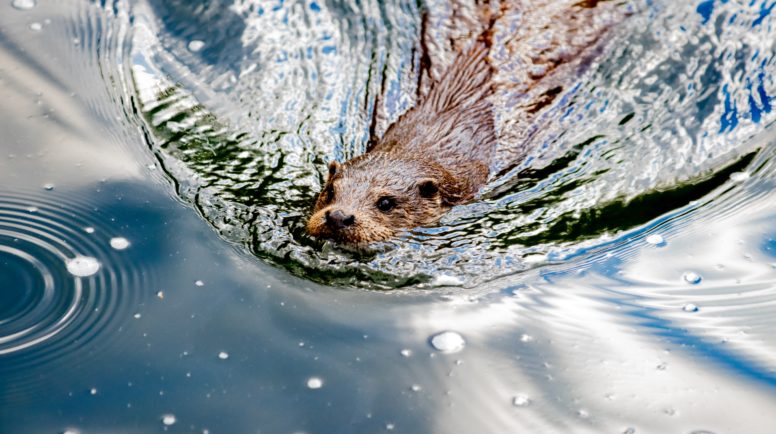 otter