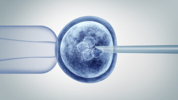 Genetic editing and gene research in vitro CRISPR genome engineering medical biotechnology health care concept with a fertilized human egg embryo and a group of dividing cells as a 3D illustration.