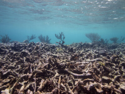 Dead Reef under the sea
