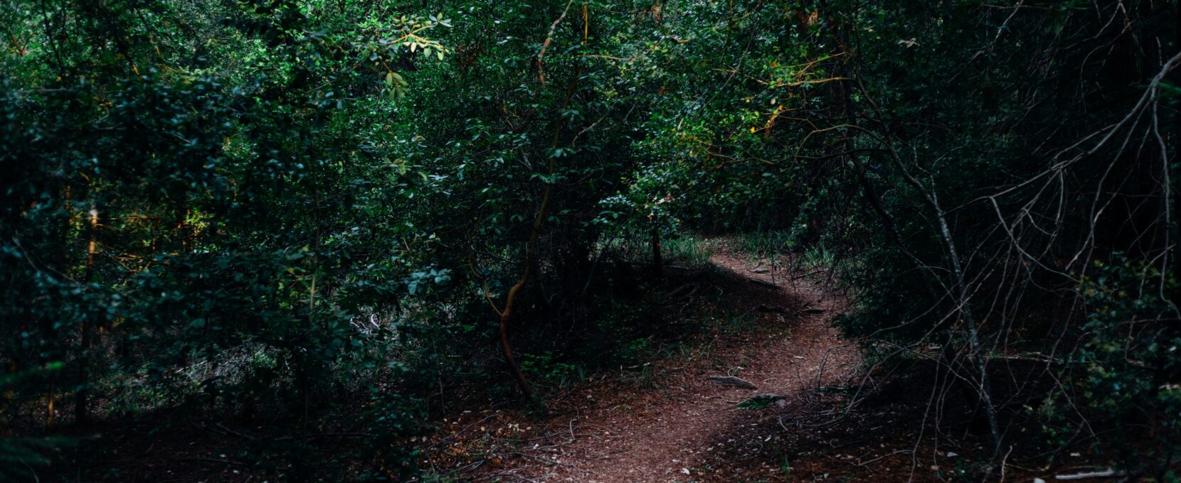 photograph of dirt pathway between trees