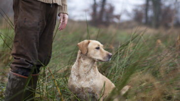 Hunting dog sits near the foot of the hunter