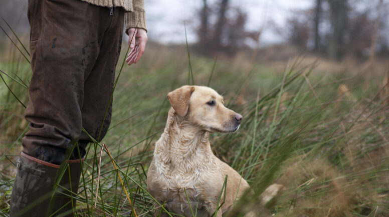 Hunting dog sits near the foot of the hunter