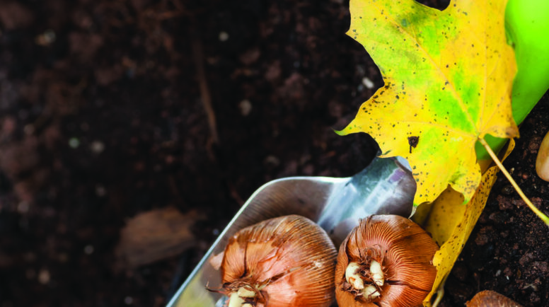Picture of plant bulbs, a gardening shovel, and a golden leaf.