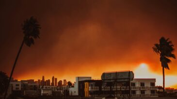 A prayer for Los Angeles . A large plume of smoke over a city. Palm trees in the foreground.