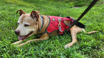 Dog laying in grass.