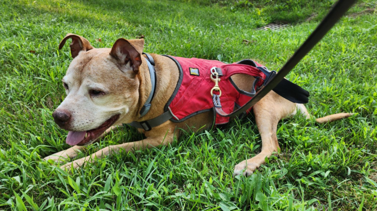 Dog laying in grass.
