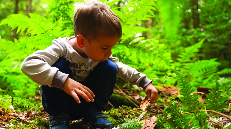 A little boy in the forest carefully studies an anthill, an informative walk in the forest