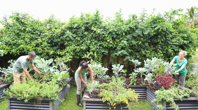 People taking care of plants in community garden. First Presbyterian in Jacksonville.
