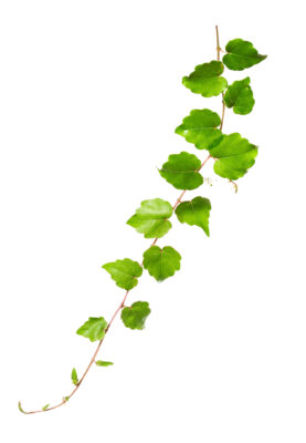 Branch of a climbing plant isolated on a white background