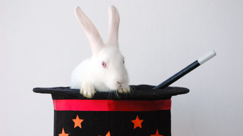 Rabbit On Magicians Hat With Magicians Wand