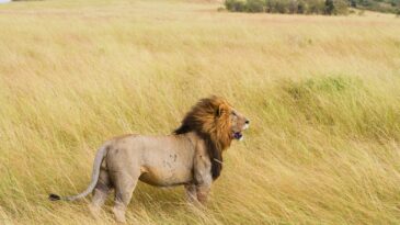 A lion standing in tall grass