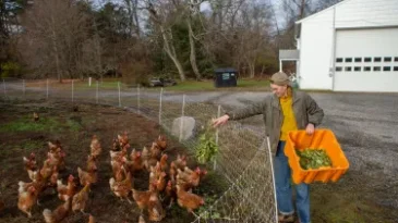 A student feeds a group of chickens at Princeton Theological Seminary's Farminary campus.