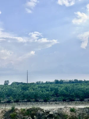 Blueberry fields in Hammonton, New Jersey.