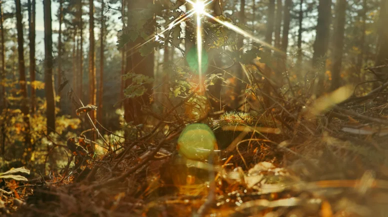 Brown foliage on a forrest floor with the sun shining
