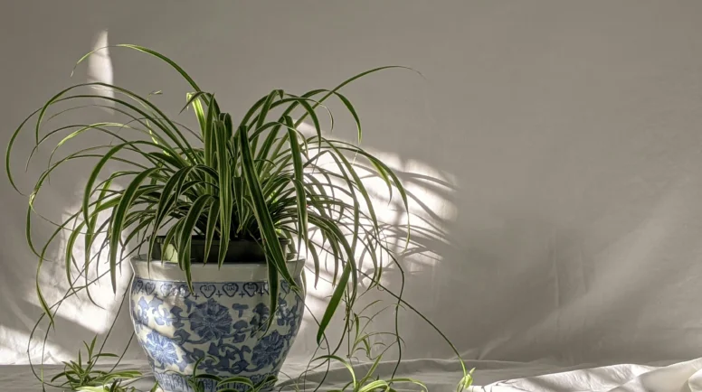 A spider plant pot on a table in the sunlight