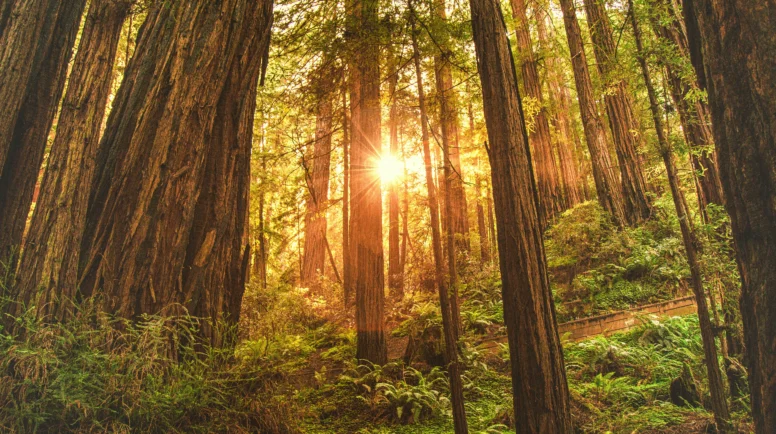 Sun shining behind redwood trees