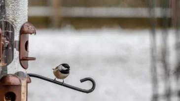 a sparrow sits on a bird feed in winter