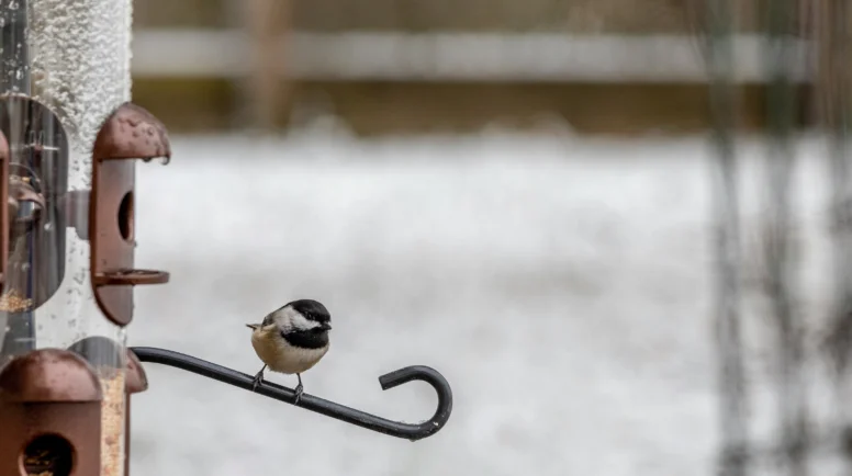 a sparrow sits on a bird feed in winter