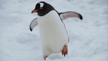 A penguin jumping in the air.