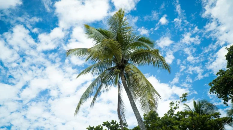 Palm Tree in front of a partly cloudy sky