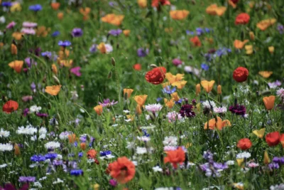 A pretty carpet of wild flowers with shades of of pink, white, red and orange. A summer, nature background
