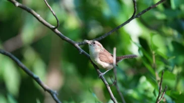 Carolina Wren