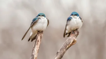 Two birds perched on top of two ends of a split branch. Wooden forest blurred background is behind them