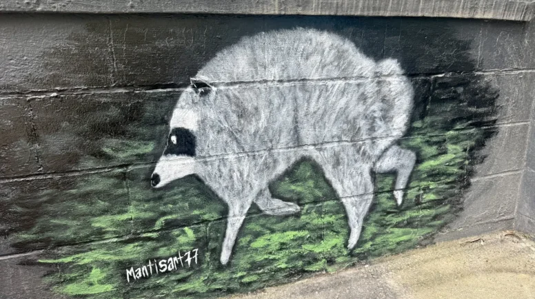 A mural of Jimothy, a raccoon with short spine syndrome.