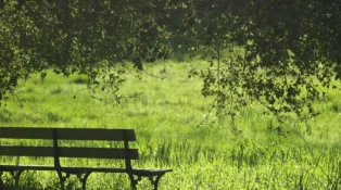 A bench in the midst of a green field