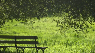 A bench in the midst of a green field