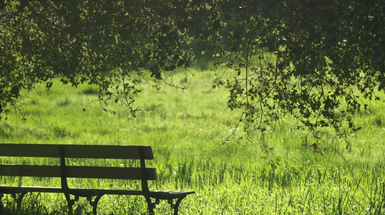 A bench in the midst of a green field