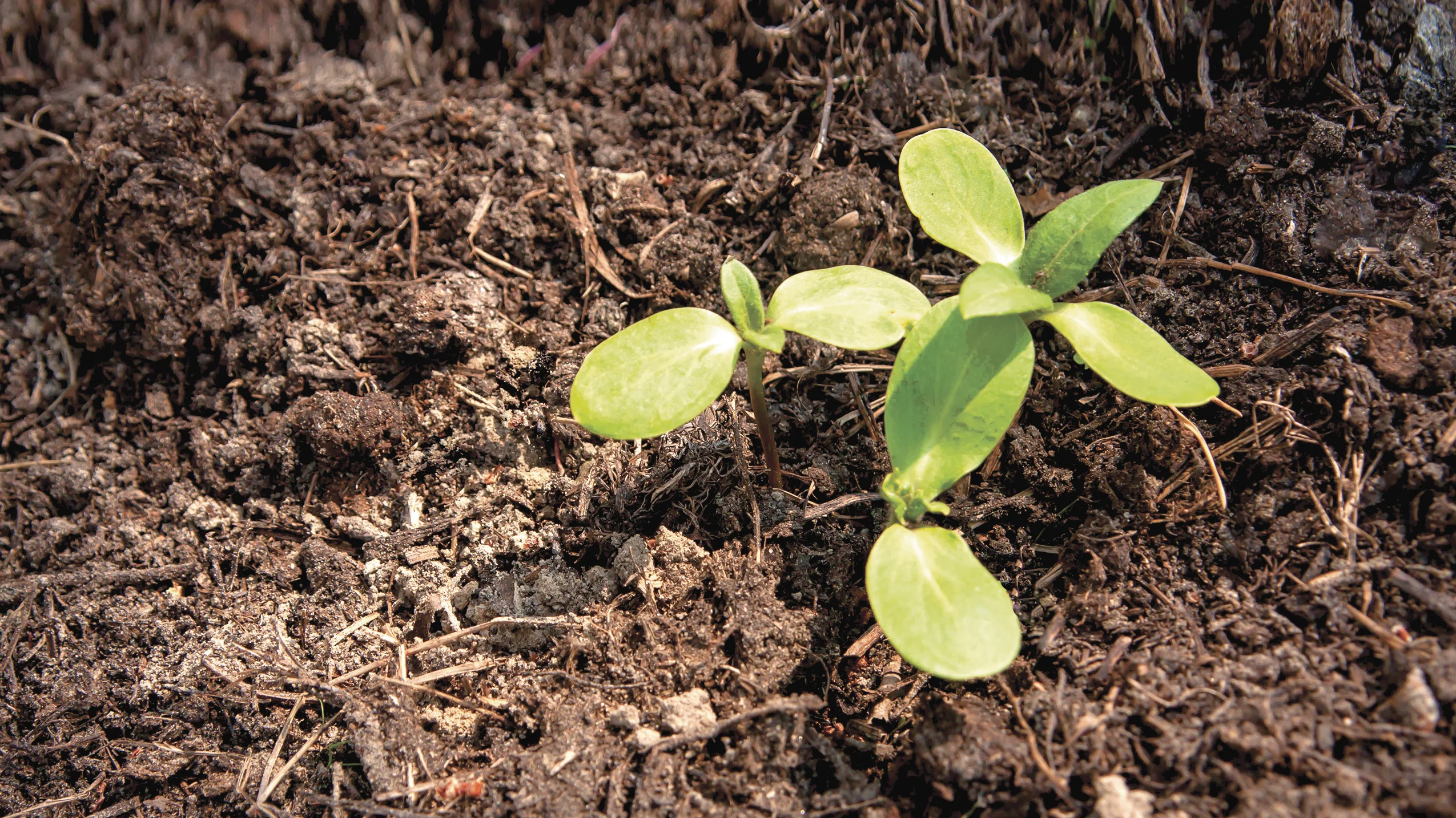 The photosynthesis of transformation