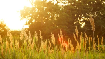 Scenery of a grass field during sunset. Hues of deep gold and green.