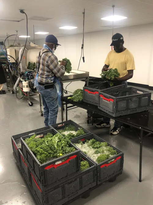 Two men from The Gullah Farmers Cooperative Association sort lettuce