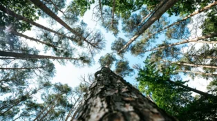 Upwards view of trees in a forest