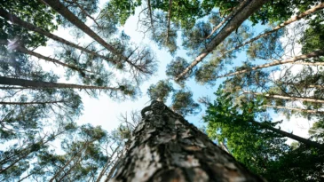 Upwards view of trees in a forest
